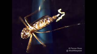 Decapitated mosquito laying eggs by Perran Ross 6,316 views 3 years ago 30 seconds