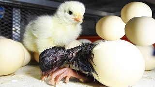 Hen harvesting Eggs To Chicks; NEW "BORN" Birds | Sleepy Chicks Kadaknath | Brahma Chick From Egg