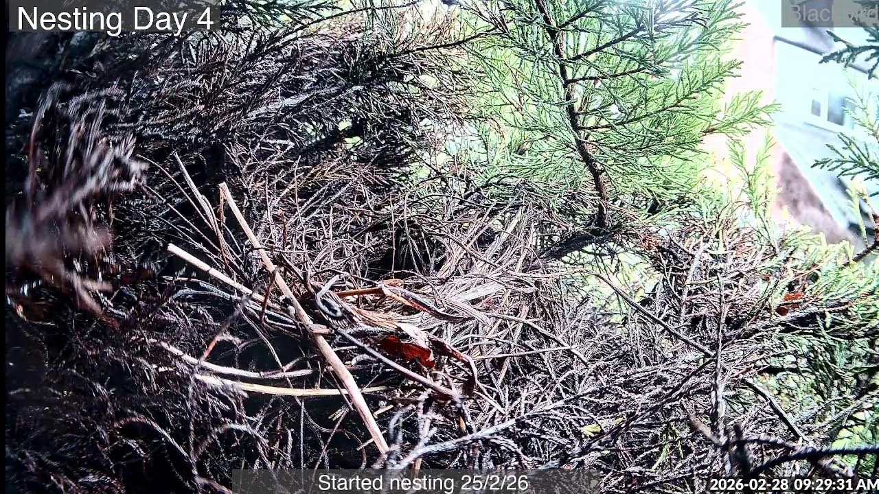Blackbird Nesting - Nightwatch 3