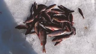Зимняя рыбалка в Ленинградской области 11 04 2021 г Вепсский Лес Закрытие сезона 