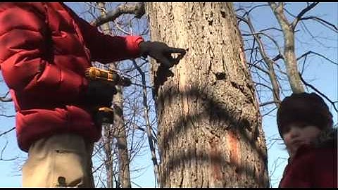 Maple Sugaring 2009 part 1