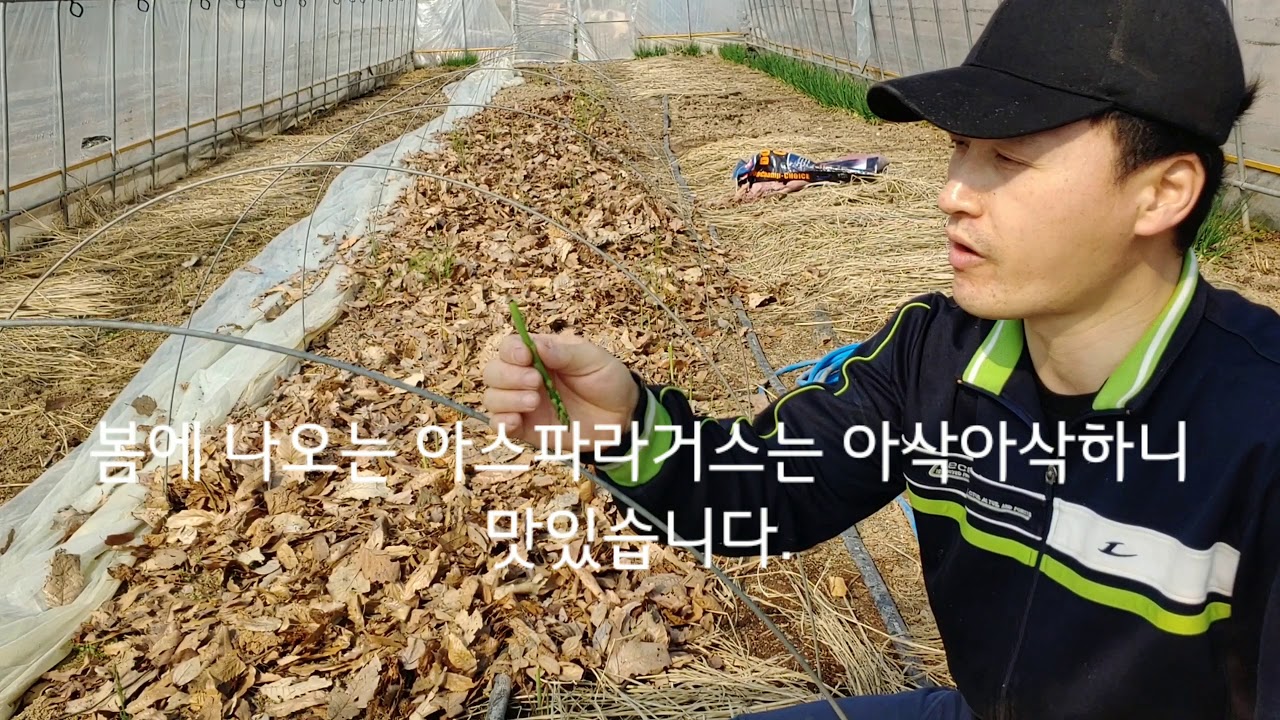 아스파라거스 밭에 풀이 안 나게 하려면? covering the asparagus field with dead leaves