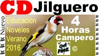 CD Goldfinch  Chardonneret jilguero 4 hours summer 2016