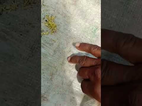 Jasmine pest, Jasmine