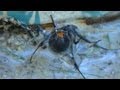 Death of a Black/brown Widow Spider