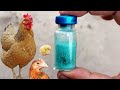 Chicken vaccinations  poultry vaccine administration  dr arshad