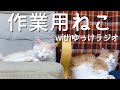 【作業用】ひたすら眠る子猫たち with ゆっけラジオ【睡眠用】【ぽしゃっけ、】