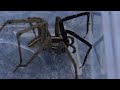 Man Untangles Wolf Spider.......Again!