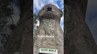 We Come Across A Giant Koala  koala animal outdoors family fun funny cute