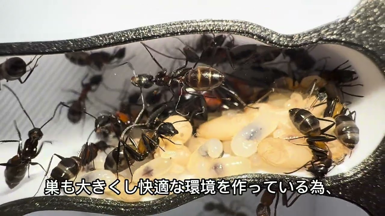 国内種】ムネアカオオアリのコロニーが大きくなっています！！ | 熱帯