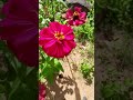 zenin elegância#planta#flores#viral#shorts#natureza