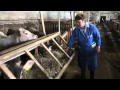 Характеристика костромской породы коров