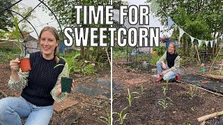 PLANTING OUT SWEETCORN / ALLOTMENT GARDENING FOR BEGINNERS