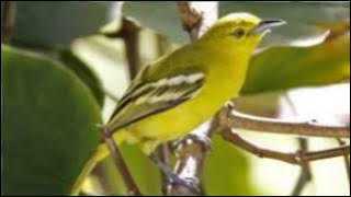 SIRPU GRINCINGAN GACOR DAHSYAT BANGET I CITO GACOR MANTAB