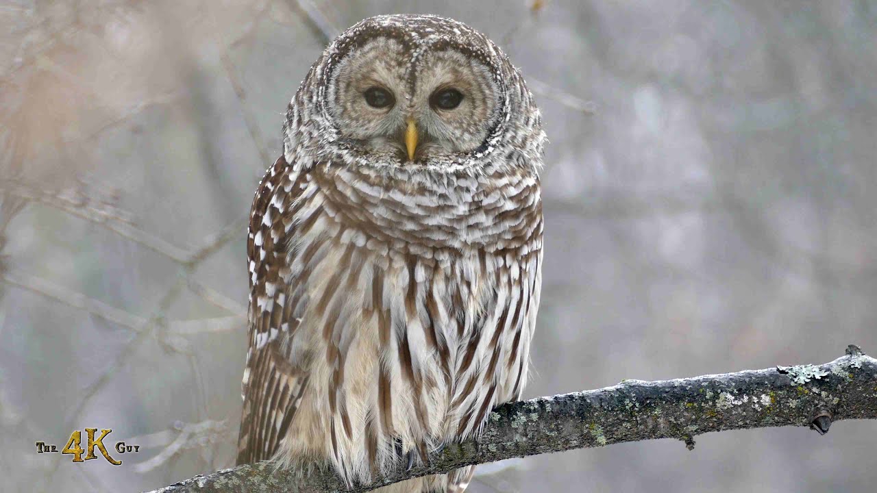 One hour compilation of January winter wildlife of Canada