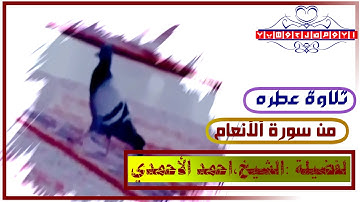 تلاوة القرآن الكريم :القارئ الشيخ ،أحمد الاحمدي