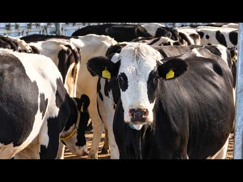 Dairy farm opened in Akmola region
