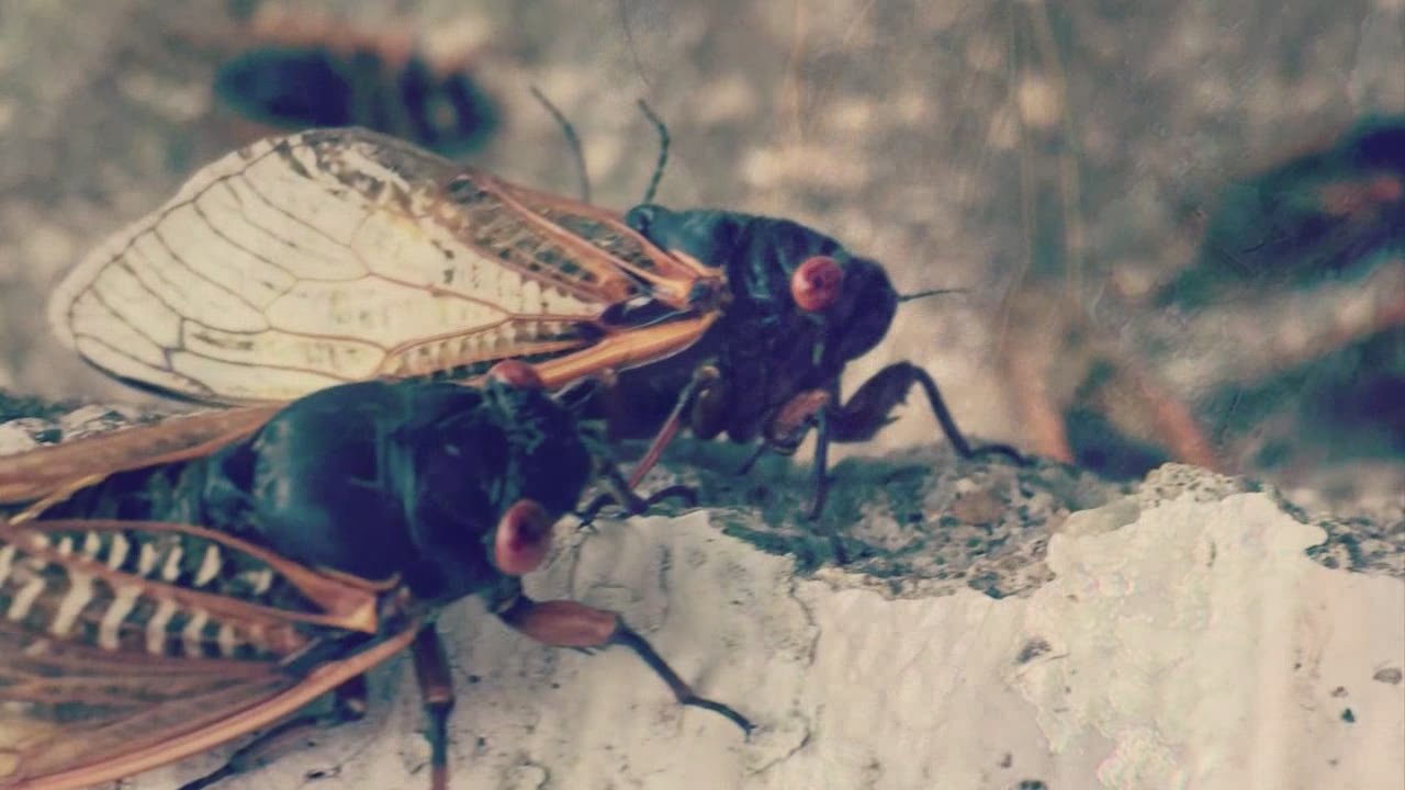 13 year cicadas emerge to parts of the valley; learn more about them