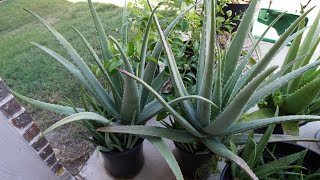 October 2025 Aloe Update