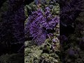 #under water# weed scorpionfish #waiting for food #