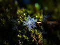 Dark Moss Snowflake #relaxing #ambient #visualpoetry #naturesounds  #cinematography #lulllab9