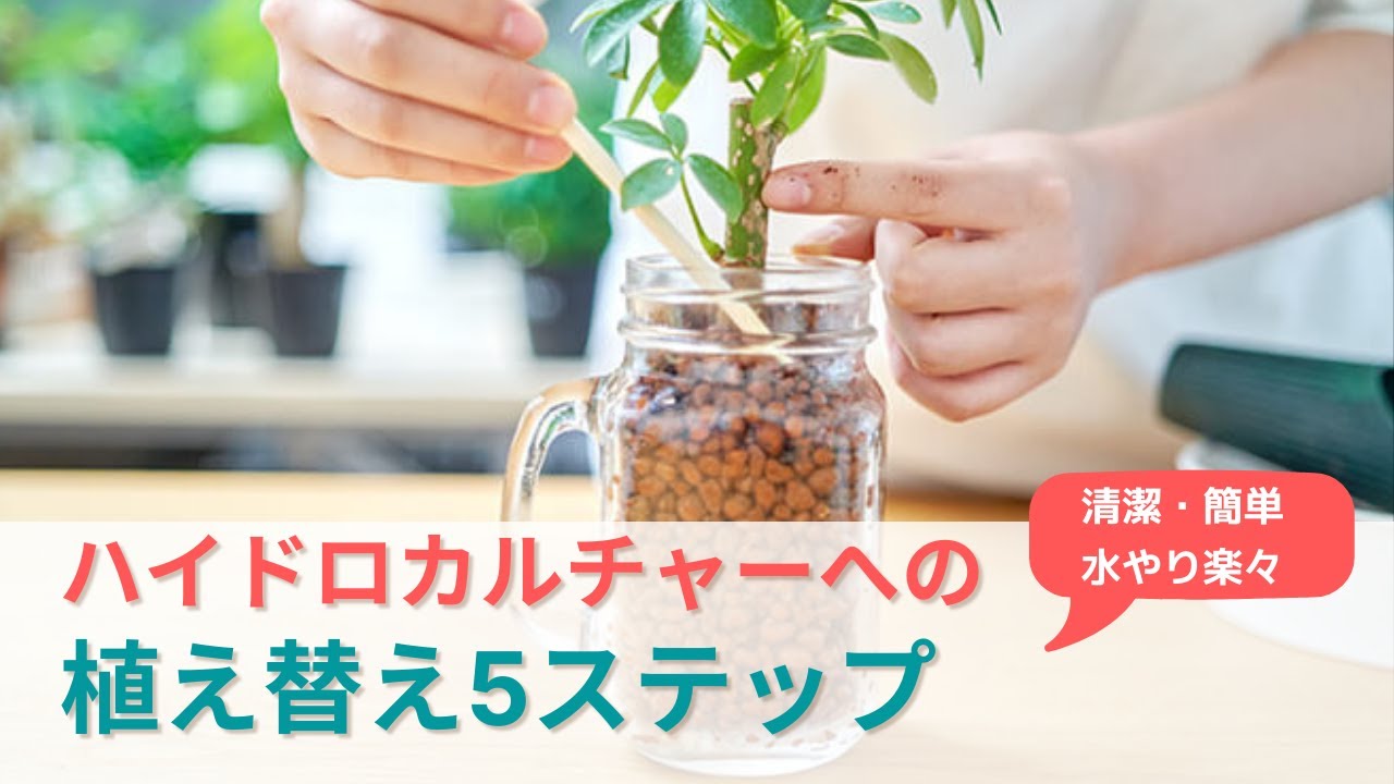 清潔で水やりも楽 観葉植物をハイドロカルチャーへ植え替える5ステップ Youtube