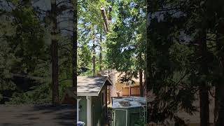 Taking down a large black oak tree.