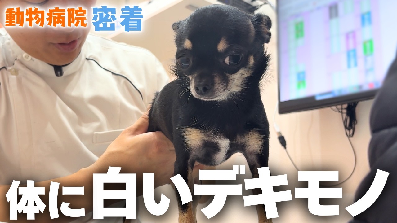 【犬のしこり】小さな体に体に白いイボ｜診察に密着、獣医たちのリアルな話