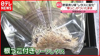 根っこ付き確認画像です♪ mqdefault.jpg