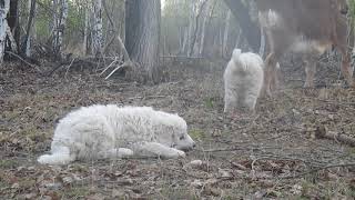 Видео разный характер (автор: Татьяна Геннадьевна)