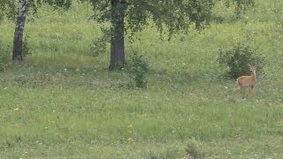Загонная охота на косулю! На Сайге новый прицел! Загонная охота на косулю! На Сайге новый прицел!