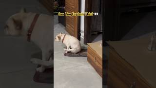 👉 What Did Frenchie Just Do? 😱 #shorts #dogshorts #frenchie #pets
