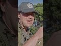 Pressuring wounded animals | Hunting Tip!