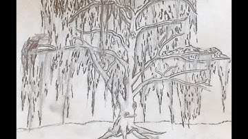 How to Draw A Tree: Weeping Willow