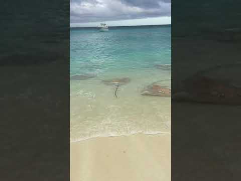 Maldives- Stingray fight