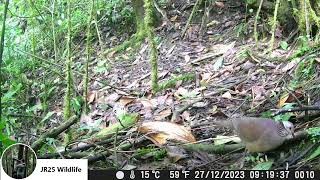 Registros de Fauna con cámara trampa