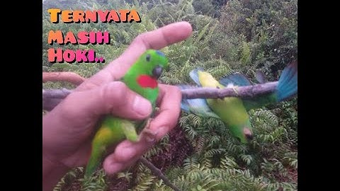 Lama gak mikat serindit, ternyata masih hoki..