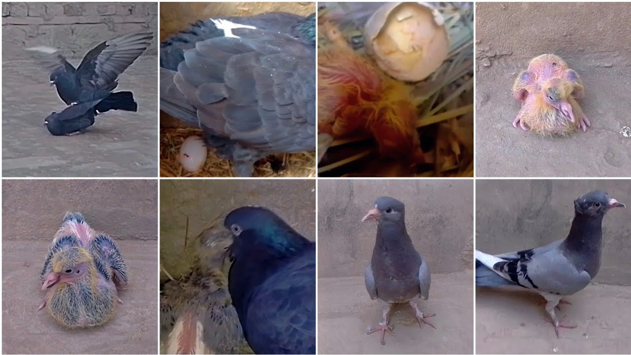 Pigeons hatched from the egg | kabotar ke bache ki video