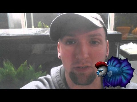 Video Silver tip catfish