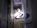 Cobra Masuk Rumah, Cobra enter the house 😱😭🥶 #cobra #snake