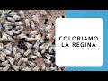 Apicoltura: come coloriamo la regina 🐝