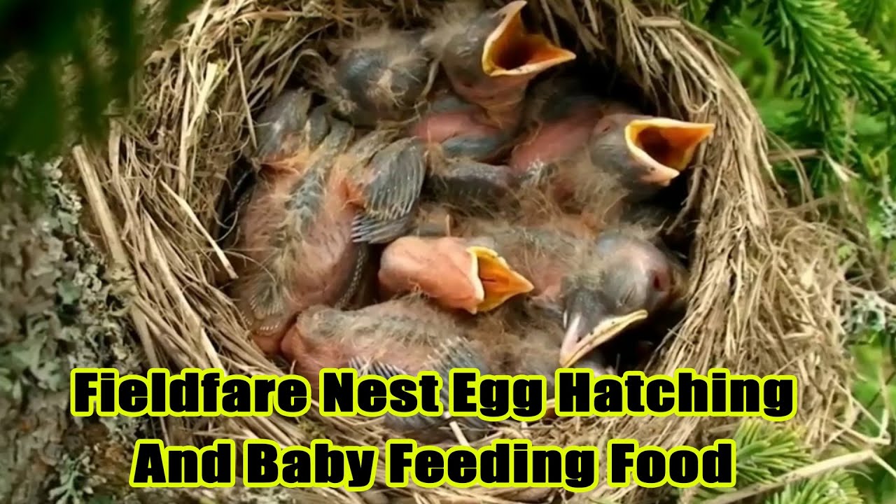 The Bird Profiles Fieldfare Nest Egg Hatching And Baby Feeding Food