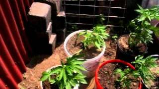 outdoor grow