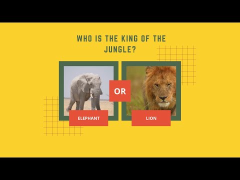 Video: Hvem er egentlig kongen av jungelen?