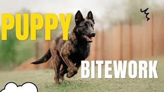 Mastering Bitework: Essential Guide to Training a Dutch Shepherd Puppy