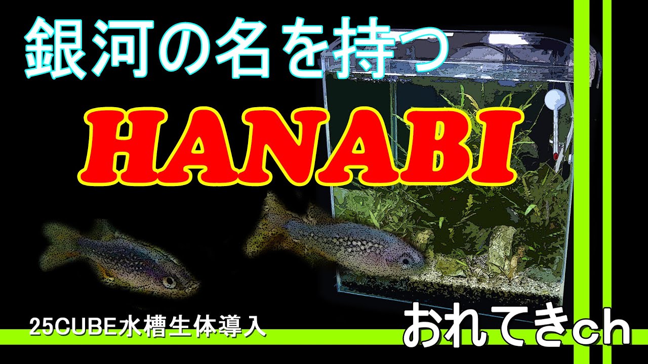 【アクアリウム】oreteki0082/25CUBE水槽　生体導入　メインはハナビ