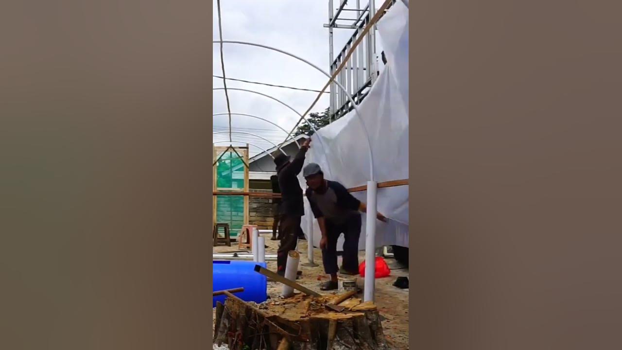 Cara Mudah Ketika Pemasangan Plastik UV Dilakukan Banyak Orang π₯ #shorts #greenhouse #hidroponik Cara Mudah Ketika Pemasangan Plastik UV Dilakukan Banyak Orang π₯ #shorts #greenhouse #hidroponik