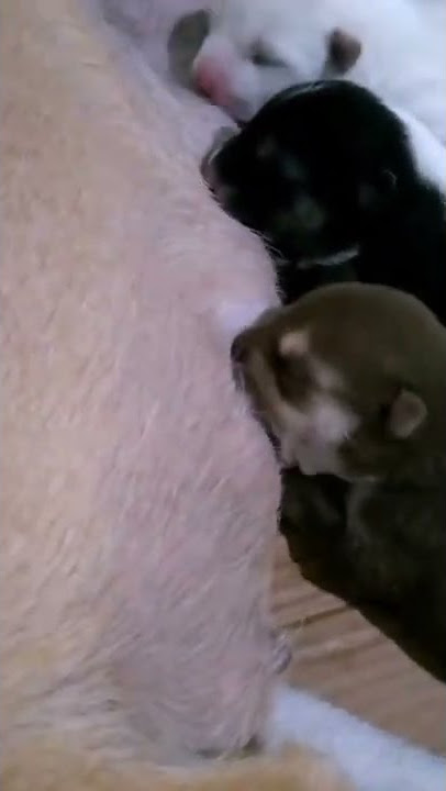 Ngenyot susu ibunya kenceng sekali