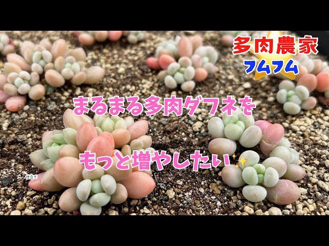 多肉植物】可愛いだけじゃダメですか？ - YouTube