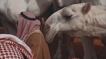 تلاوة أيوبية من سورة الانبياء | الشيخ محمد ايوب .